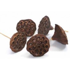 LOTUS PODS PICKED Natural (BULK)- SMALL 2-3"